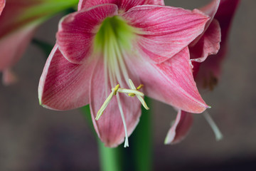 large pink blooming amaryllis flower