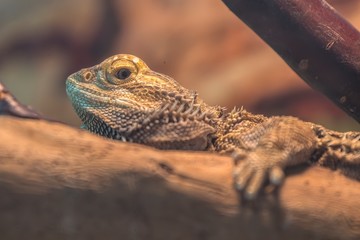 pogona vitticeps bearded dragon