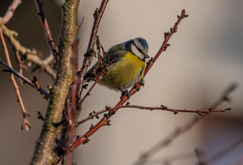 Young small yellow chickadee bird on apricot tree in winter cold sunny day