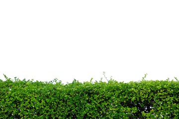 A fence of tropical plant leaves growing in a garden with blue sky background 