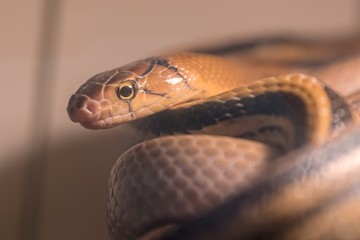 coleognathus radiatus elaphe snake