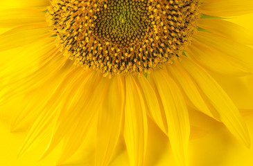 Obraz premium Beautiful yellow sunflower close up