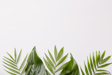 Horizontal show of beautiful green leaves on bottom of shot, blank copy space for your promotional content or advertisement.