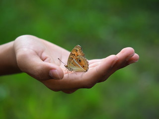 Beautiful butterfly on hand with blurred background in natural color tones. It is called Peacock Pansy and has a scientific name: Junonia almana with orange wings and polka dots.