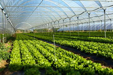Fresh organic lettuce seedlings in a greenhouse