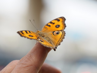 Beautiful butterfly on hand with blurred background in natural color tones. It is called Peacock Pansy and has a scientific name: Junonia almana with orange wings and polka dots.
