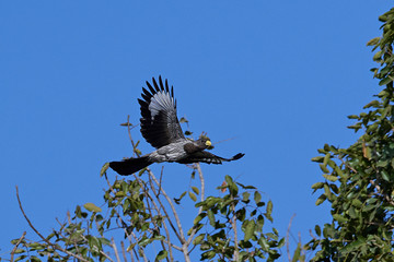 Western plantain-eater (Crinifer piscator)