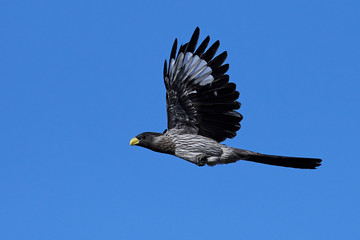 Western plantain-eater (Crinifer piscator)