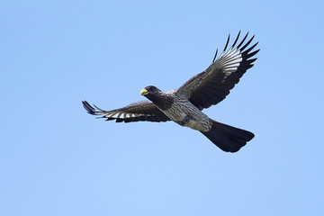 Western plantain-eater (Crinifer piscator)