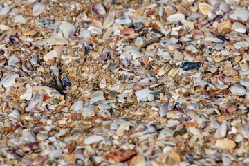 Sea shells on a beach close up macro background 