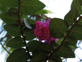 Flor rosa peq