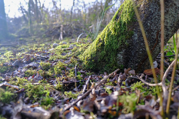 Low winter sun on a mossy tree tank and woodland floor 