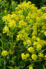 field of yellow flowers