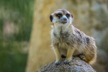 Ein Erdmännchen hält Ausschau vor Feinden