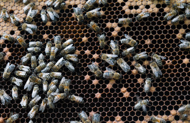 working bees