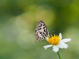 Fototapeta na wymiar Common Pierrot Scientific name Castalius rosimon is a white butterfly with black stripes. On white flowers with yellow stamens or daisies blurring the natural green tones