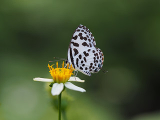 Common Pierrot Scientific name Castalius rosimon is a white butterfly with black stripes. On white flowers with yellow stamens or daisies blurring the natural green tones
