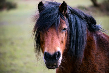 Wild Brown Horse