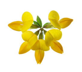 Flower of Bird's-Foot Trefoil (Lotus Corniculatus) isolated on white background.