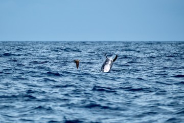 Risso’s dolphin jumping from the ocean as a Cory’s shearwater flies by
