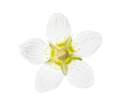 Flower of Parnassia Palustris (Marsh Grass of Parnassus)  isolated on white background.