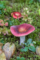 Fleischroter Speisetäubling