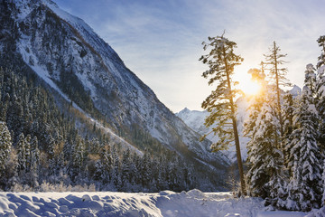 The suns rays from behind the mountain illuminate the tops of snow-covered firs. Winter
