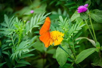 Orange butterfly in a green flower garden