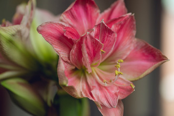close-up of large pink blooming amaryllis flower