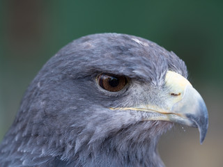 Eagle head