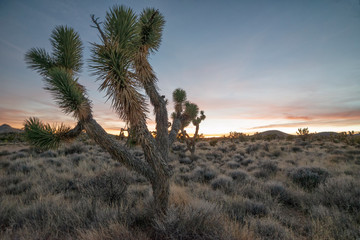 Joshua tree at sunset