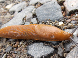 snail on leaf