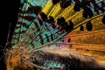 papillon Chrisiridia Rhipheus en macro © jgd.cannes