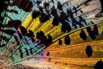 papillon Chrisiridia Rhipheus en macro