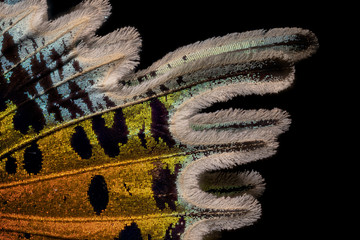 papillon Chrisiridia Rhipheus en macro © jgd.cannes