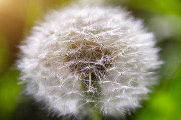 macro seed head of dandelion on background of green grass