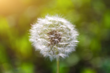seed head of dandelion on background of green grass