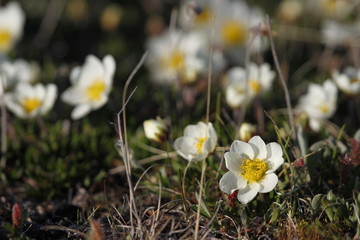 Arctic mountain avens (Dryas integrifolia/octopetala) or alpine dryad, flowering north of Arviat, Nunavut, Canada