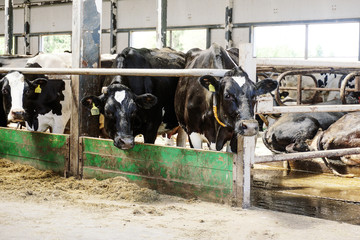 Modern farm cowshed with milking cows eating hay