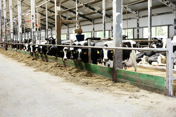 Modern farm cowshed with milking cows eating hay