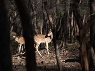 Chital deer in Ranthambore National Park in Rajasthan, India