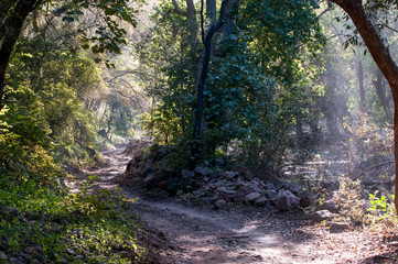 Dirt road in Ranthambore National Park in Rajasthan, India