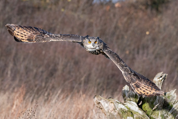 Eurasian Eagle Owl in Flight