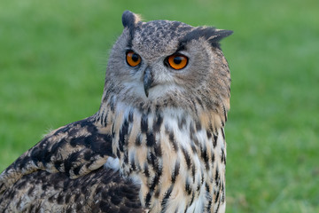 Close up portrait of an Eurasian Eagle Owl