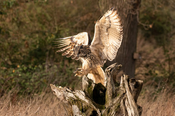 Eurasian eagle Owl (Bubo bubo) landing on a tree in Gloucestershire. UK