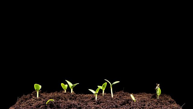 Time laps of Cucumber growing.cucumbers