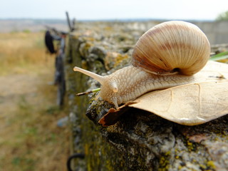 snail on stone