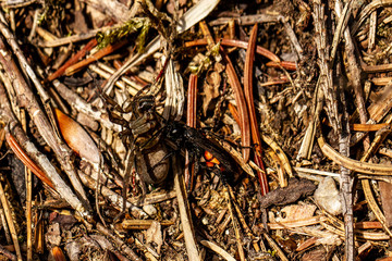 Insect laying eggs in living Spider