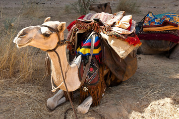 Wüstenschiff- Noch heute hat der Transport von Gütern, Salz und Nahrungsmittel durch Kamele und Dromedare in der Sahara eine große Bedeutung. 