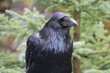 The Raven, Jasper National Park, Alberta
